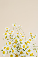 Elegant chamomile daisy flowers bouquet on pastel beige background. Aesthetic floral simplicity...