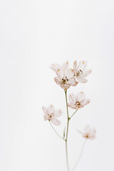 Pale pink flower over white background. Pastel floral composition