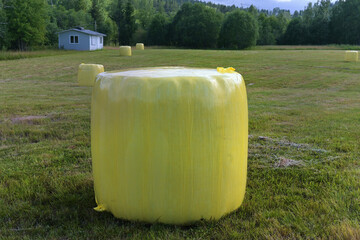 Hay packed in yellow plastic film in round rolls on a green field