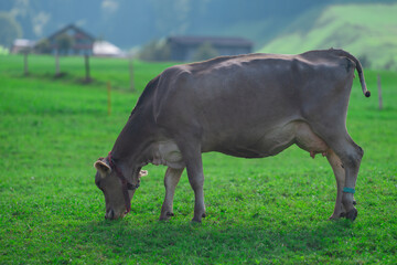 Cows are grazing on a summer day on a meadow in Switzerland. Cows grazing on farmland. Cattle pasture in a green field. Cows in a field on a eco Cattle farm. Organic milk from grass field cow. Swiss