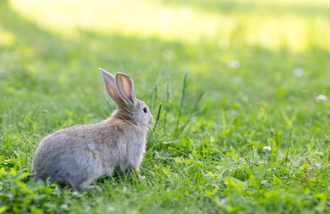 grey rabbit on a sunny green lawn 