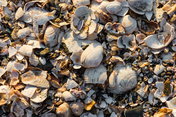 Seashells found on the beach