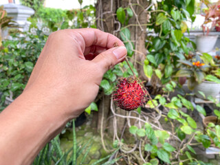 Man holding rambutan fruit