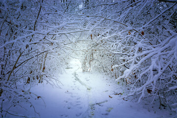 Tunnel path in dense forest, view on a winter day