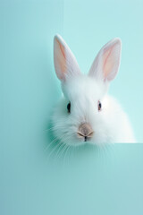Easter bunny peeking out on a plain blue background. Cute, curious, fluffy white rabbit. A minimal and iconic Easter holiday concept banner with copy space.