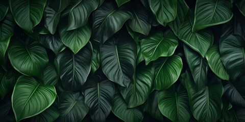 green leaf background, Beautiful dark green leaves in a jungle, 
