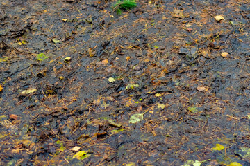 Autumn mud with water and yellow leaves. Shoe prints on rain-washed ground.