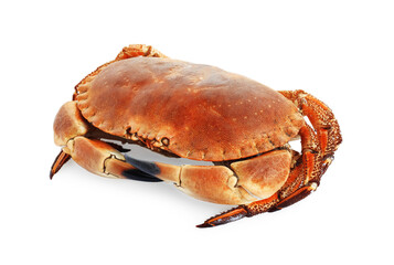 One delicious boiled crab isolated on white