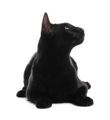 Adorable black cat with green eyes on white background. Lovely pet