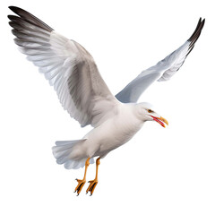 Fototapeta premium Seagull isolated on the transparent background.