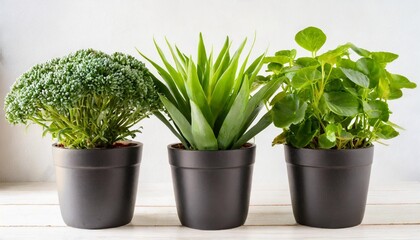 wall planters front view white background image