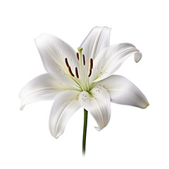 Single pure white lily head with copy space transparent background