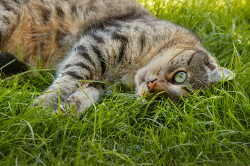 Tabby cat lying on grass and peeking up with one eye