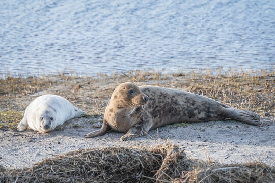 Netherlands, Friesland, Terschelling, Gray seal with pup