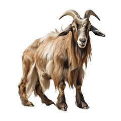  Somali goat isolated on transparent background