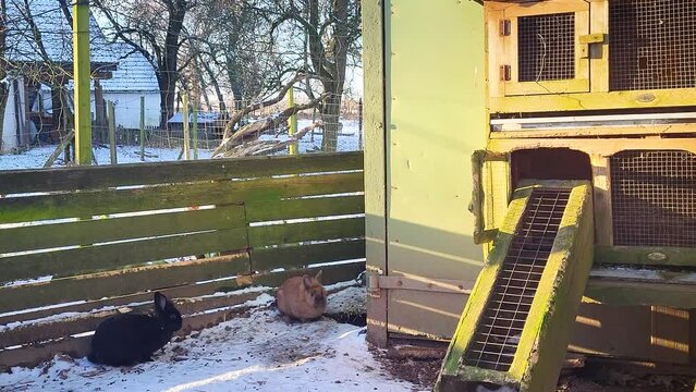 Footage of black and brown rabbits playfully hop through the snowy ground in their enclosures during winter. 