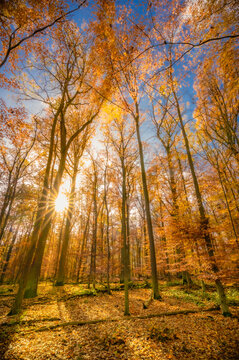 Germany, Hesse, Hunfelden, Sun in autumn forest