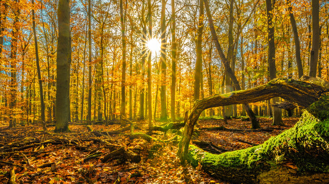 Germany, Hesse,Hunfelden, Sun in autumn forest