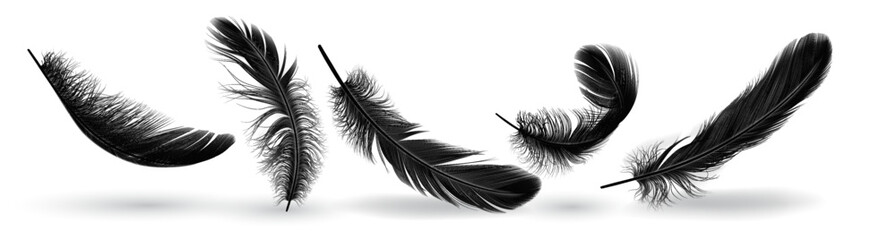Bird feather group shapes realistic vector illustration set © ApoevArt