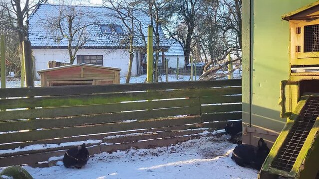 Footage of rabbits sitting in their enclosure and hopping away when snow is thrown at them.