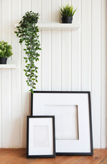 Plants on white shelves on white wall in the room