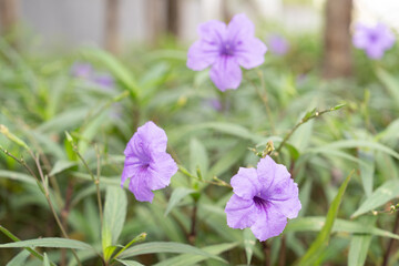 Beautiful purple flowers in Thailand. Locally they can be called Torting plants.