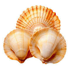 Obraz premium Three seashells isolated cutout on transparent background