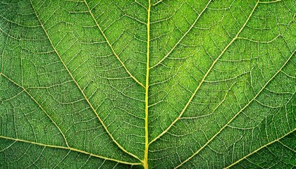 leaf texture leaf background with veins and cells