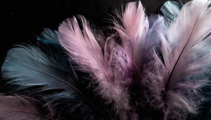beautiful abstract pink and purple feathers on black background and colorful soft white blue feather texture pattern