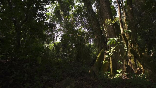 Jungle in Cameroon, Africa
