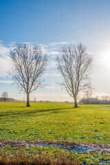Two bare trees as silhouettes against the blue sky.
There is still some snow visible in the foreground. It is winter in the Netherlands. The photo was taken in the Dutch province of North Brabant.
