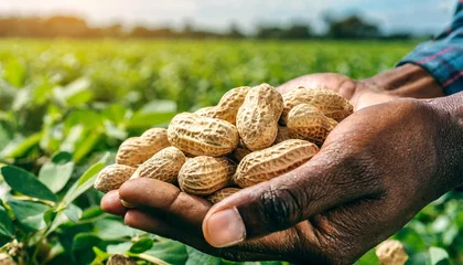 Fotobehang a farmer s hand cradling freshly harvested peanuts from a vibrant green field showcasing the agricultural bounty of this nutritious nut © Faith