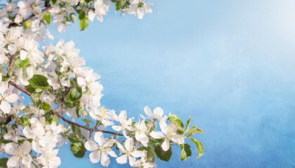 spring postcard banner with branches of blossoming apple tree as a frame blue background place for text