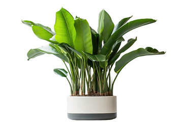 Variegated Monstera plant in white pot, isolated on PNG Background. Generative Ai.