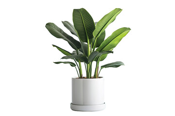 Variegated Monstera plant in white pot, isolated on PNG Background. Generative Ai. - obrazy, fototapety, plakaty
