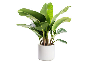 Variegated Monstera plant in white pot, isolated on PNG Background. Generative Ai.