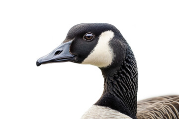 Close-Up of a Canada Goose