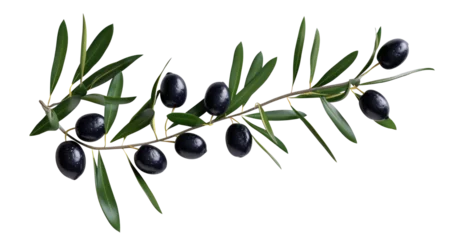 Fototapeten olive branch with black olives on transparent background isolated © YauheniyaA