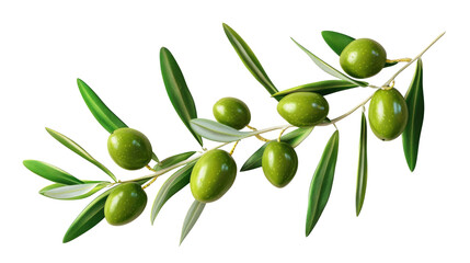 Olive branch with green olives isolated on transparent