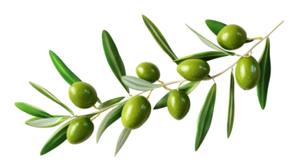 Tuinposter Olive branch with green olives isolated on transparent © YauheniyaA