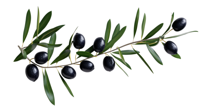 olive branch with black olives on transparent background isolated