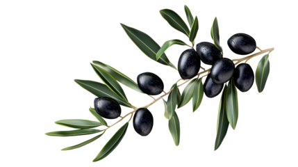 olive branch with black olives on transparent background isolated