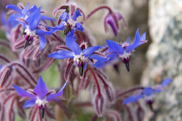 borage - borago officinalis blooming in spring