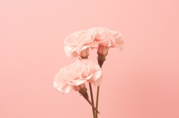 pink carnations arranged on a white background.