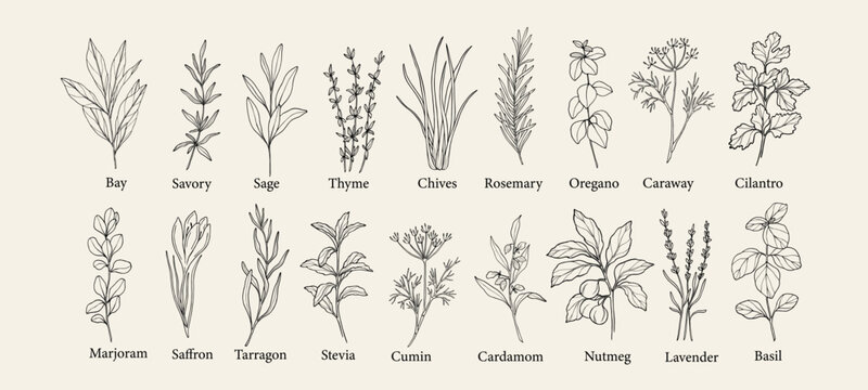 Hand drawn herbs and spices collection