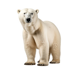 Polar bear clip art