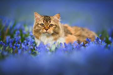 beautiful young cat portrait on a meadow of blue flowers in spring
