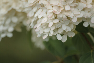 Floral background. Close-up of hortensia (white hydrangea) bush.