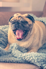 Cute sleepy pug wrapped in warm blue blanket at home. Champagne colored domestic dog enjoying the warmth indoors at home on sofa and soft blanket yawning. Heating season concept.​