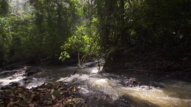 Jungle in Cameroon, Africa